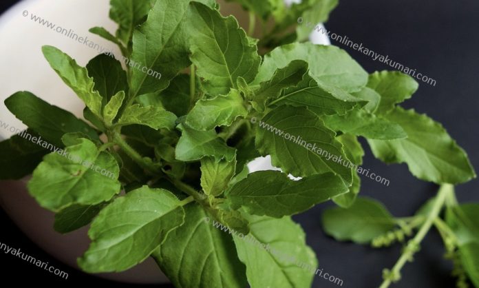 Basil Tulsi Holy Basil