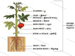 Parts of a Plant