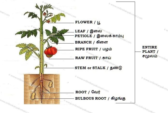 Parts of a Plant