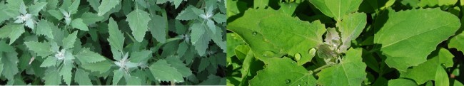 White goosefoot white goosefoot