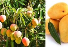 mango and its medicinal uses