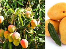 mango and its medicinal uses