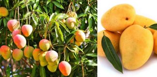 mango and its medicinal uses