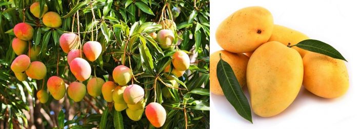 mango and its medicinal uses