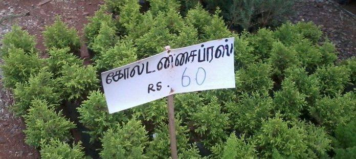 Kuzhithurai Vavubhali Exhibition