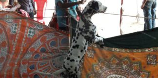 Nagercoil Dog Show 2019