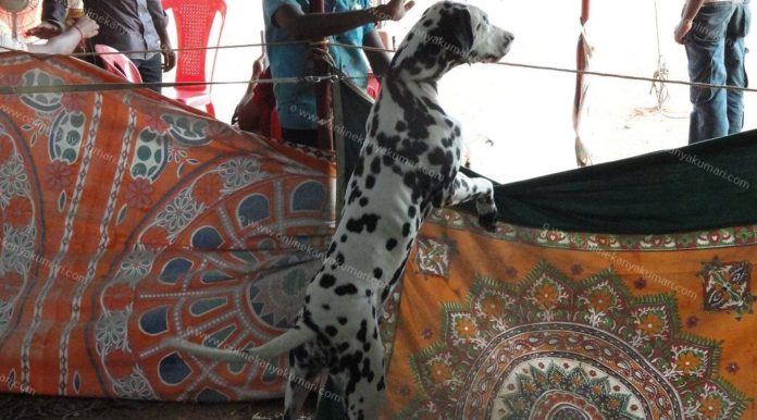 Nagercoil Dog Show 2019